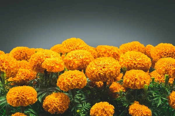 Цветок цемпасухиль используют для приготовления блюд ко Дню мертвых — стоковое фото