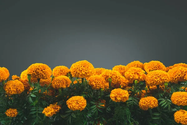 Cempasuchil flower used for mexican altars for day of the dead — Stock Photo, Image