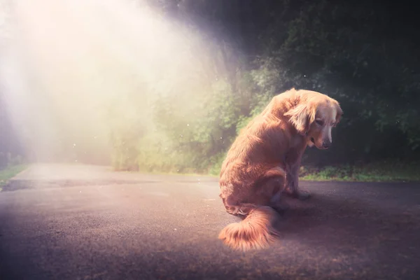 Triste perro abandonado en medio de la carretera, imagen de alto contraste —  Fotos de Stock