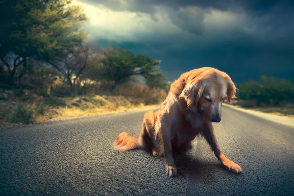Sedih, anjing terlantar di tengah jalan, gambar kontras yang tinggi Stok Gambar
