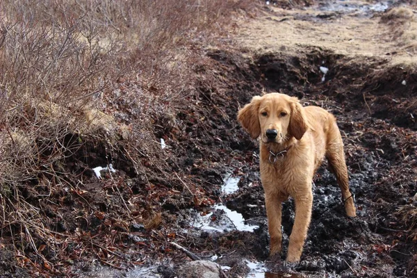 dirty irish golden puppy in the mud