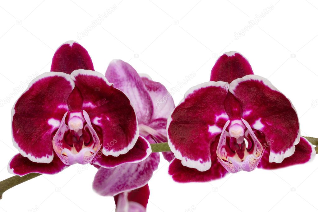 Purple orchid isolated. Close-up of a beautiful blooming twig of