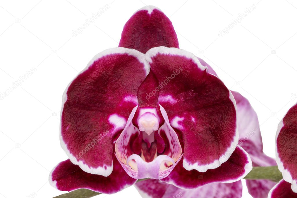 Purple orchid isolated. Close-up of a single blossom on a beauti