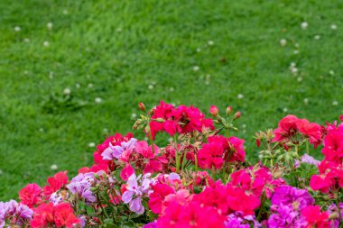 Yaz çiçeği arka planı. Güzel, taze kırmızı ve iğnenin yakın çekimi.