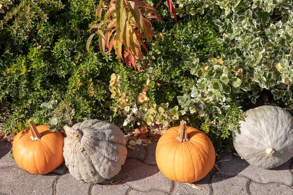 Orange and white pumpkins as decoration at outside of a agricult
