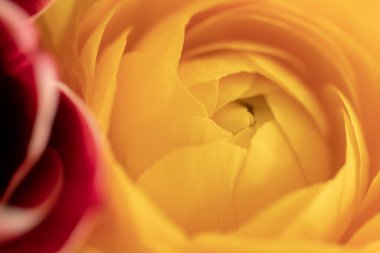 Yellow tulip background. Macro shot of a delicate and gentle, br