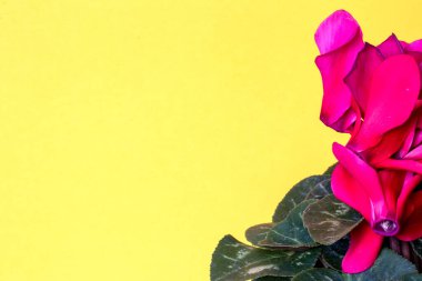 Tebrik kartı şablonu. Sarı arka planda çiçek açan güzel bir siklamen çiçeğinin yakın çekimi. Metin için geniş bir alan. Selamlar, davetiyeler, doğum günü ve düğün kartı. Makro.