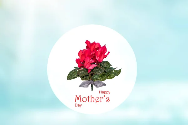Tarjeta Felicitación Del Día Las Madres Composición Decorativa Flores Ciclamen — Foto de Stock