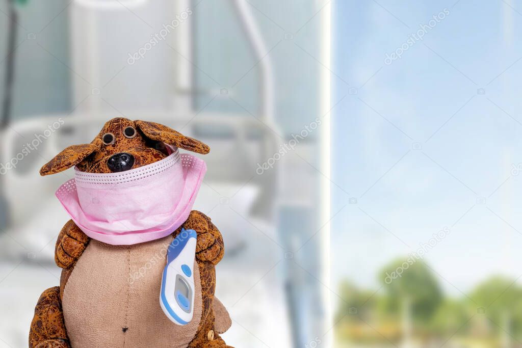 Coronavirus quarantine concept. A funny dog wearing a surgical mask and a fever thermometer over blurred hospital background. Stay at home, self-isolation and social distancing.