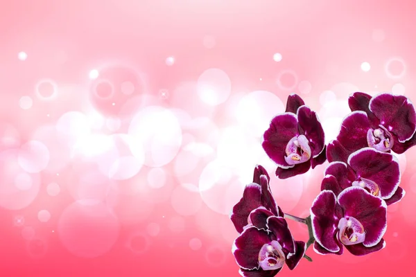 Greeting Card Template Close Gorgeous Blooming Purple Orchids Flowers Abstract — Stock Photo, Image