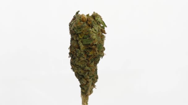 Flor giratoria de una planta femenina de marihuana medicinal . — Vídeos de Stock