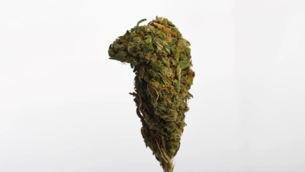 Rotating flower of a female plant of medical marijuana. — Stock Video