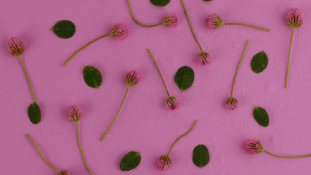 Patern de flores rosadas con gotas de agua. Piso tendido, vista superior . — Vídeo de stock