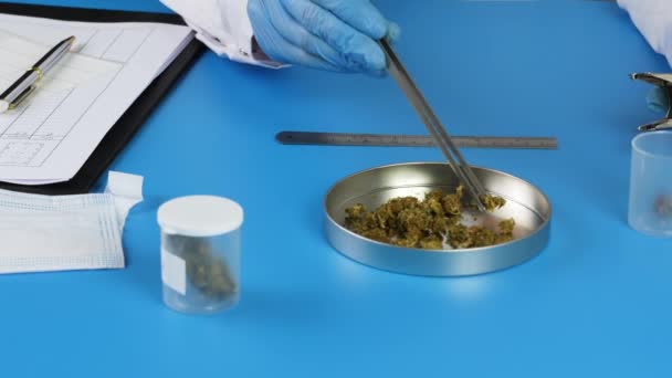 Ingredientes de cannabis de investigación para drogas potenciales . — Vídeo de stock