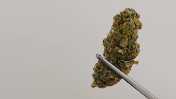Makro produkt skott av hög kvalitet marijuana. — Stockvideo