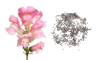Pembe Bahçe snapdragon. Çiçek ve tohum beyaz arka plan üzerinde izole