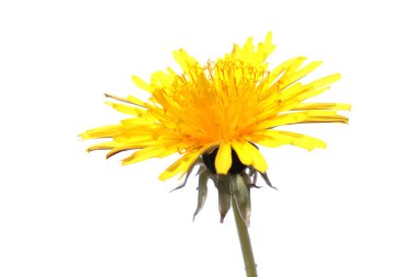 Beyaz arkaplanda izole edilmiş karahindiba çiçeği