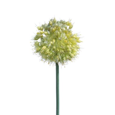 Beyaz arka plan üzerinde izole beyaz soğan çiçek