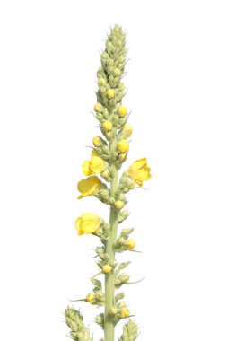 Ortak sığırkuyruğu (Verbascum thapsus) beyaz arka plan üzerinde izole