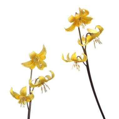 Yellow Tuolumne fawn lily (rythronium tuolumnense) flower isolated on white background clipart