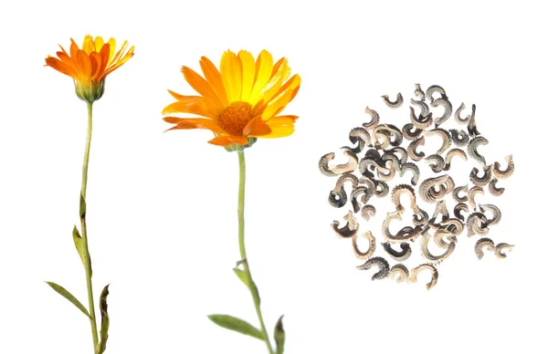 ดอกไม้และเมล็ดพันธุ์ของ Calendula ที่แยกจากสีขาว — ภาพถ่ายสต็อก