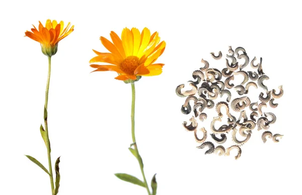 Fleur et graines de Calendula isolées sur blanc — Photo