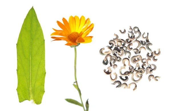 Feuille verte, fleur et graines de calendula isolées sur fond blanc — Photo