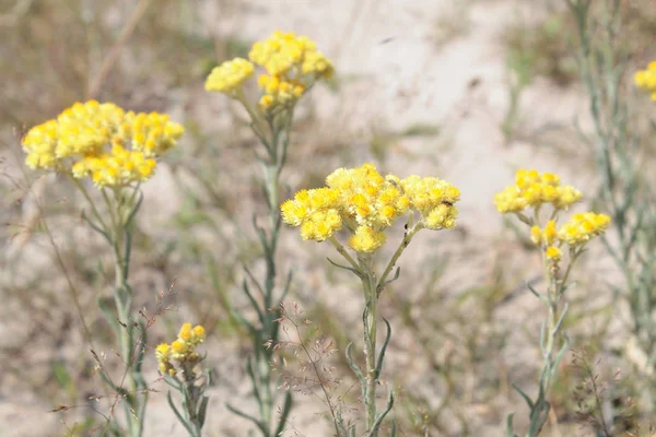 Карликовая вечность (Helichrysum arenarium) лекарственное растение с желтыми цветами — стоковое фото