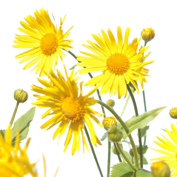 Fleur jaune de bane de léopard (Doronicum) isolée sur fond blanc — Photo