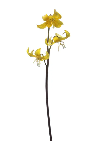 Gelbe tuolumne fawn lily (rythronium tuolumnense) Blume isoliert auf weißem Hintergrund — Stockfoto