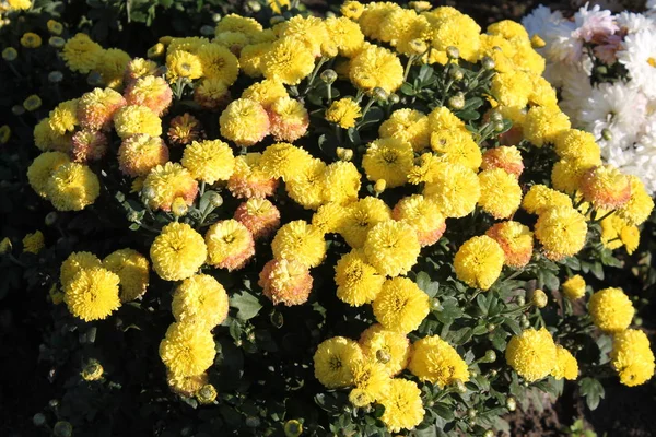 Crisântemos amarelos. Flores amarelas do jardim — Fotografia de Stock