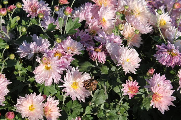 Crisantemi rosa. Fiori da giardino rosa — Foto Stock