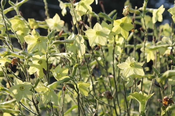 Jasmijn tabak (Nicotiana alata) bloemen — Stockfoto