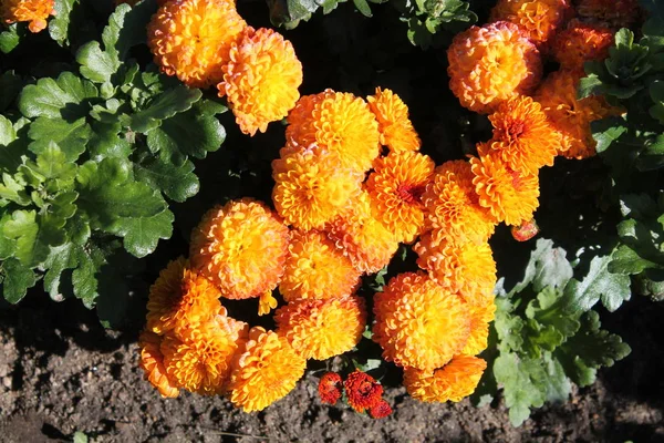 Orange chrysanthemums. Orange garden flowers