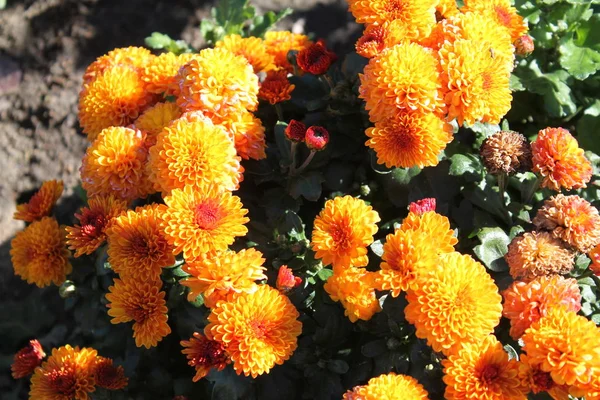 Orange chrysanthemums. Orange garden flowers