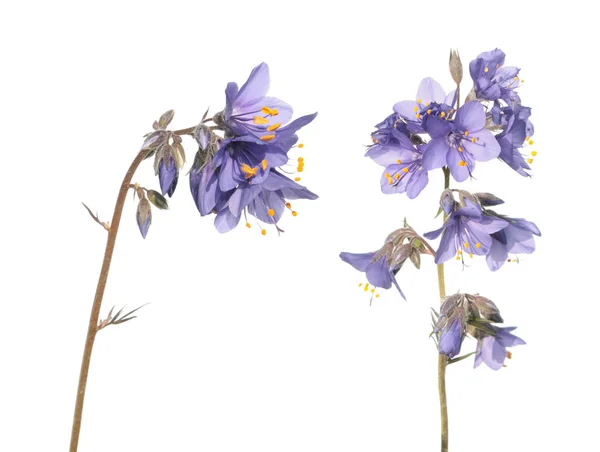 Pianta scaletta di Giacobbe (Polemonium caeruleum) - pianta medicinale isolata su fondo bianco — Foto Stock