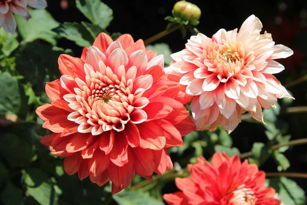 Kwiaty czerwone Dalia — Zdjęcie stockowe