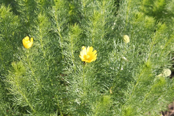 Κίτρινο pheasant's eye (Αντώνης vernalis) φαρμακευτικό φυτό — Φωτογραφία Αρχείου