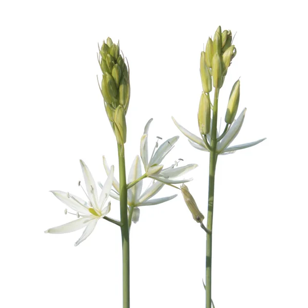 Звезда Вифлеемского цветка (Ornithogalum ponticum) выделена на белом фоне — стоковое фото