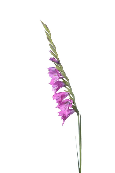 Gladiolo di palude (Gladiolus imbricatus) isolato su fondo bianco — Foto Stock