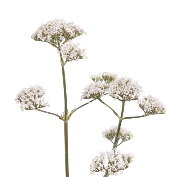 Flor de valeriana aislada sobre fondo blanco — Foto de Stock