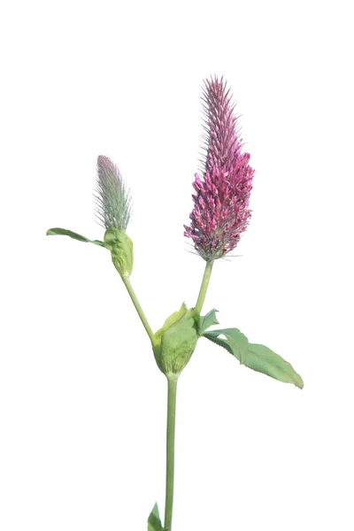 Red Feather Clover (Trifolium rubens) flower isolated on white background — Stock Photo, Image