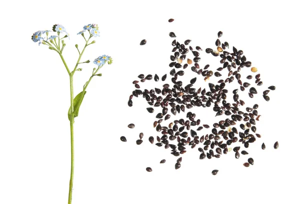 Madera no me olvides de la planta (Myosotis sylvatica). Flores y semillas aisladas sobre fondo blanco — Foto de Stock