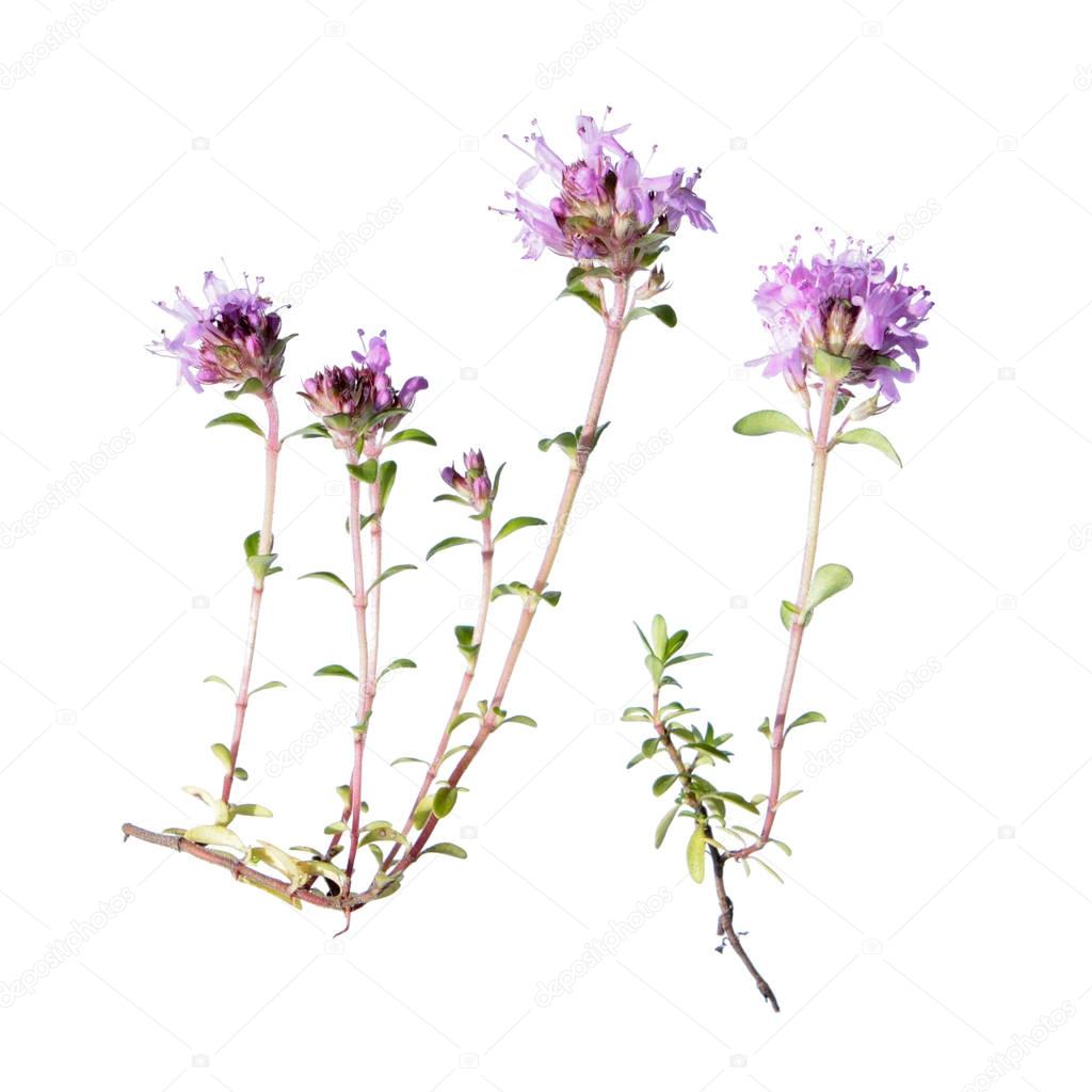 Wild thyme isolated on white background
