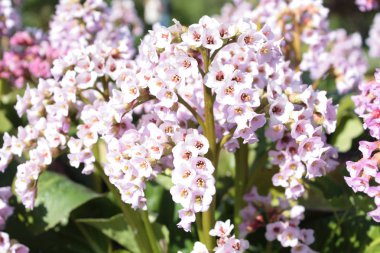 Bahçede badan (Bergenia crassifolia) çiçek
