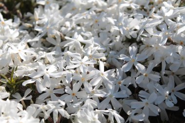 Bahçede beyaz phlox