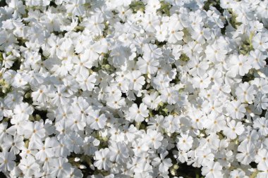 Bahçede beyaz phlox