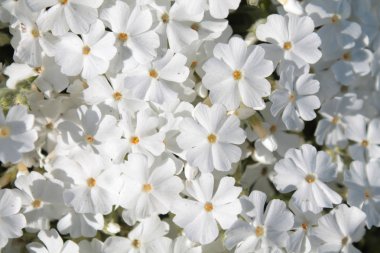 Bahçede beyaz phlox