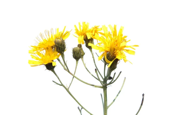 L'asclépiade canadienne (Hieracium canadense) isolée sur fond blanc. Fleurs jaunes sauvages sur fond blanc — Photo