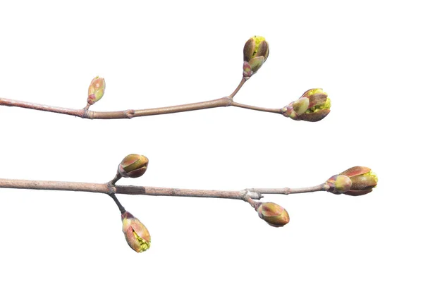 Maple branch with buds isolated on white background. Branch of Norway maple — Stock Image Maple branch with buds isolated on white background. Branch of Norway maple Stock Image